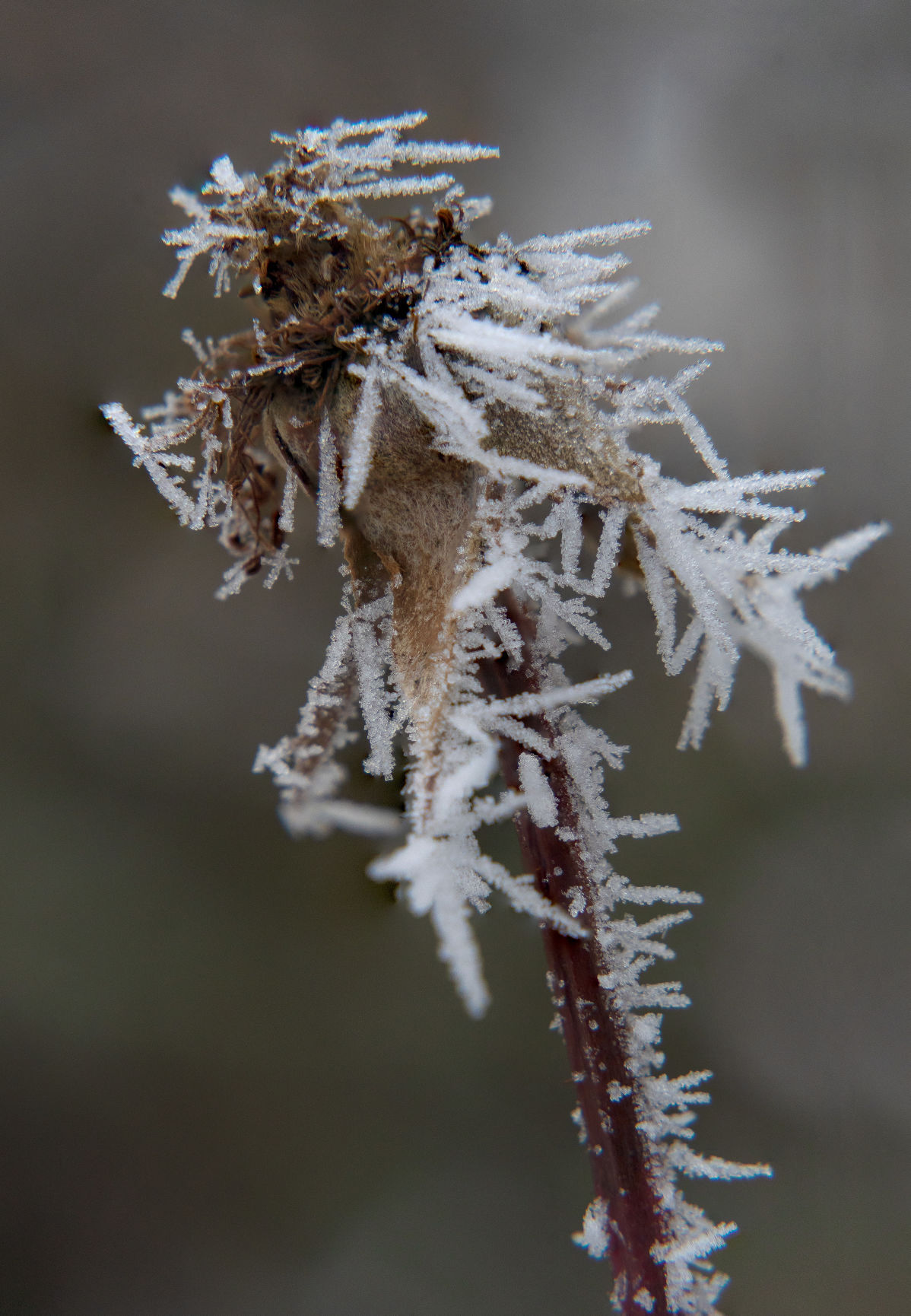 One frosty day
